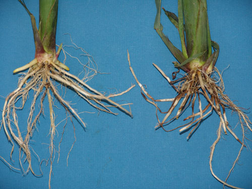 Root lesions and decay vs. healthy