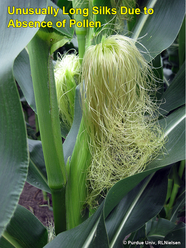 Long corn silks