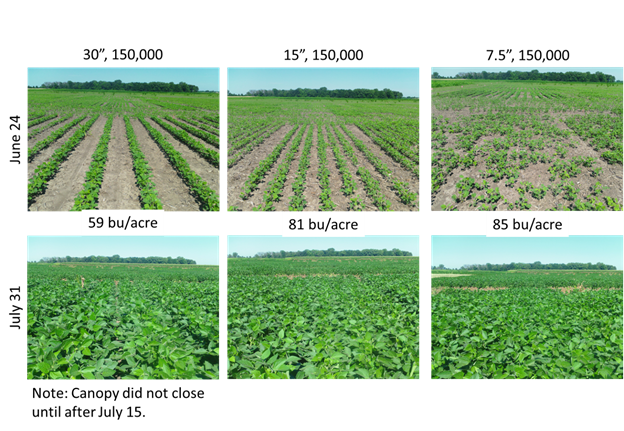 soybean row widths