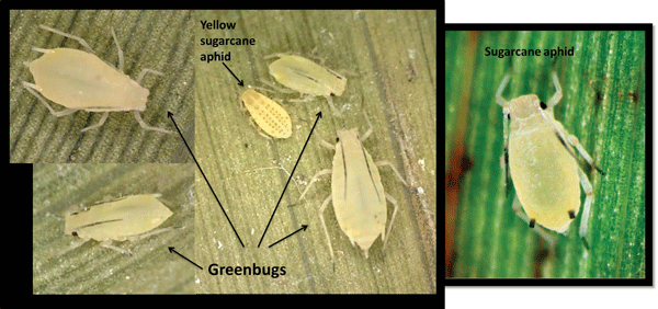 Identifying sugarcane aphids