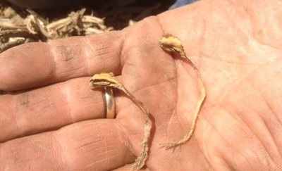Damping off at soybean emergence (VE). (Source: Eric Richer, OSUE Fulton)