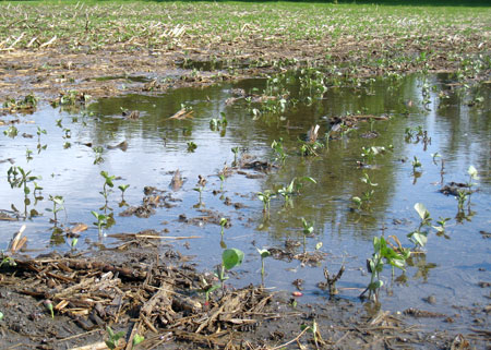 Soybeans 26 hours after rain. Photo credit: Marilyn Thelen, MSU Extension