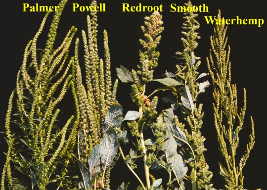 Inflorescences of five Amaranthus species.