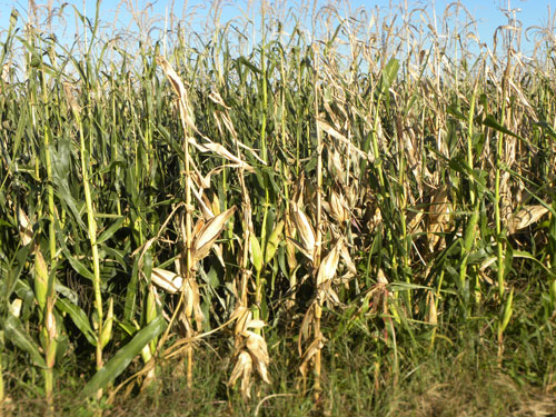 Corn-stalk-fig1.jpg
