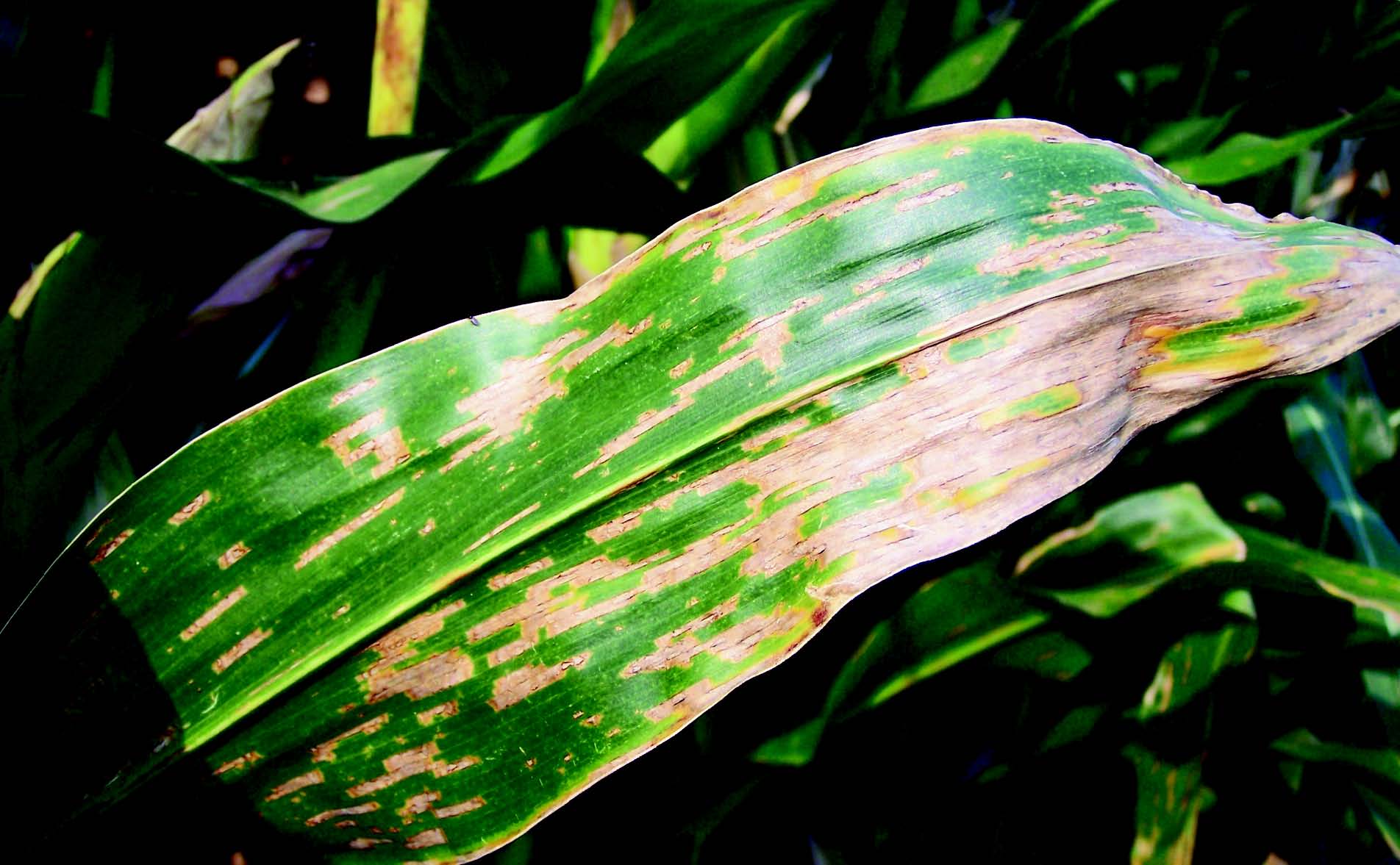 gray leaf spot