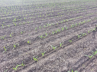 Emerged corn near Lincoln in late May