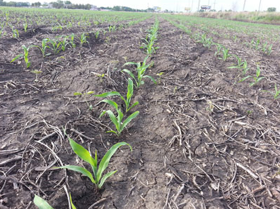  Figure 2. Corn at this stage has a limited exposed leaf area and the growing point will remain underground for the next few days or until reaching the V6 growth stage. (Photo by Rachana Jhala)