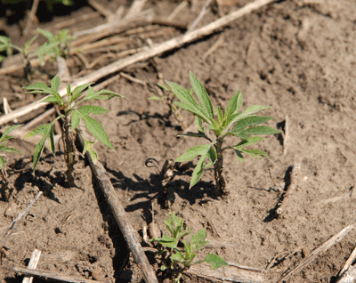 Resistant giant ragweed