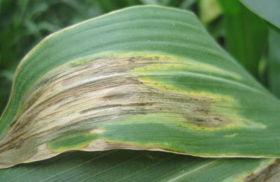 Goss's Wilt