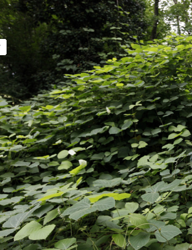 Kudzu vine in Ohio