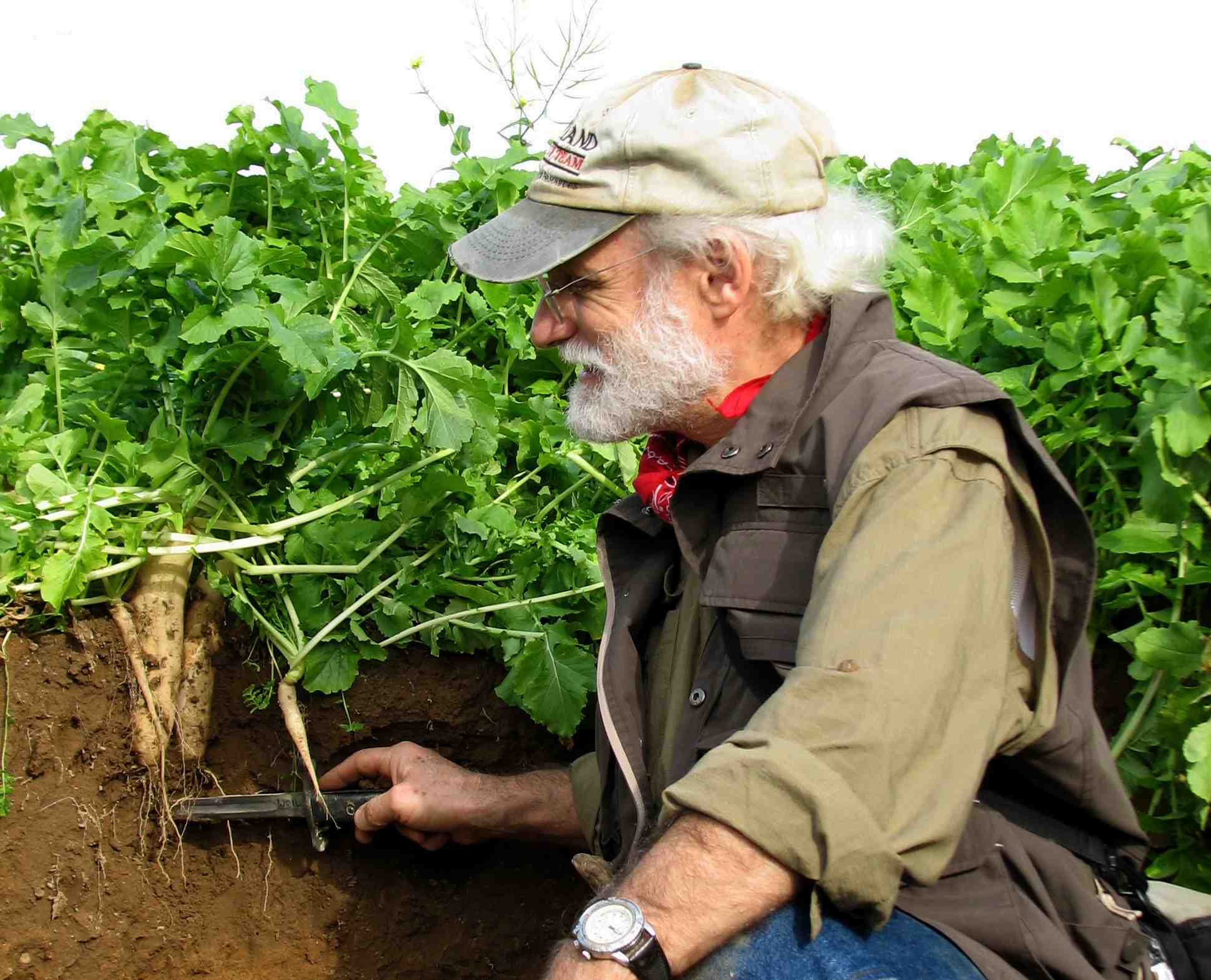 Ray Weil   Radish Pit