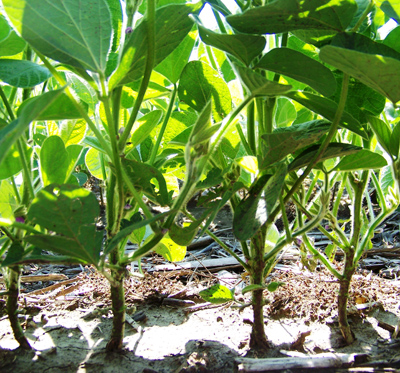 Soybean stand