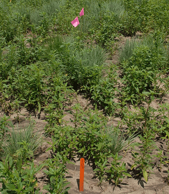 Waterhemp resistance in Nebraska