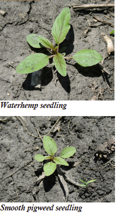 Waterhemp problems