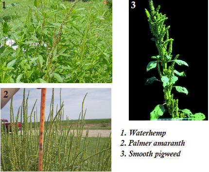 Waterhemp problems