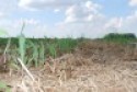 annual ryegrass