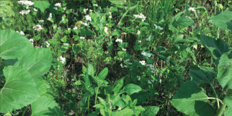 Companion Cropping Boosts No-Till Profits, Soil Health 