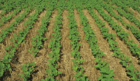 Double-Cropping Veterans Share Expertise On Wheat, Soybeans 