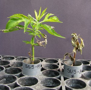 Purdue scientists found that soil microbes may play a role in how those weeds react to the popular herbicide glyphosate. Here, glyphosate-susceptible biotypes of giant ragweed react differently to the herbicide.