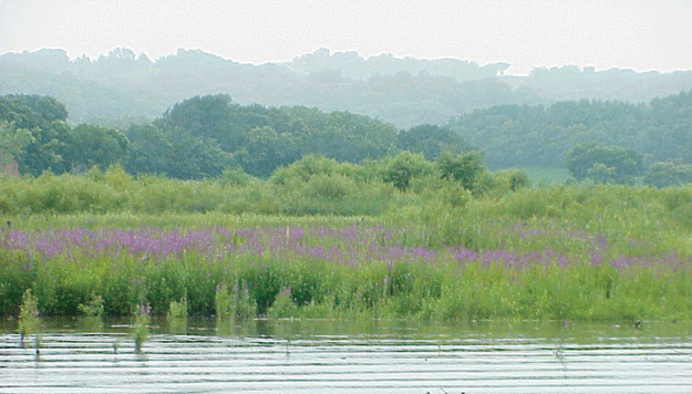 Purple loofestrife problems