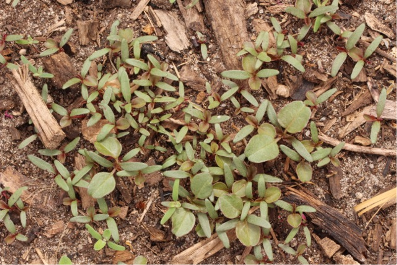 Image 2. Group of Palmer amaranth seedling
