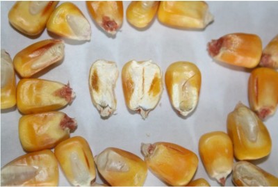 Cross section of corn kernels showing abscission or black layer. Even if black layer is not reached before killing frost, kernel dry down rates are very similar to mature corn and are affected by the same factors, mainly temperature and humidity.