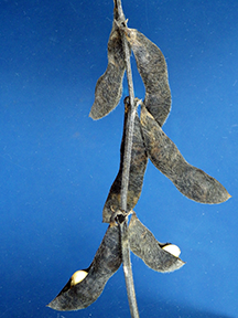 Figure 1. Tips of swollen soybean seeds visible between the two halves of the pod wall.