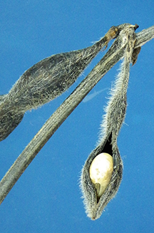 Figure 2. Close-up of swollen seed. The hilum is visible so the seed has detached from the pod wall and subject to shattering.