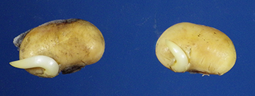 Figure 4-A. Germinated soybeans seeds removed from soybean wall.