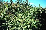 Burcucumber