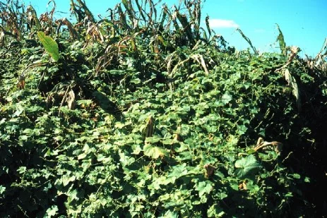 Burcucumber