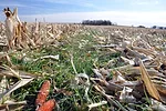 usda corn