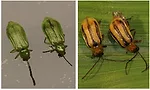 rootworm