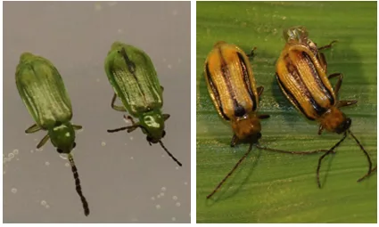 rootworm