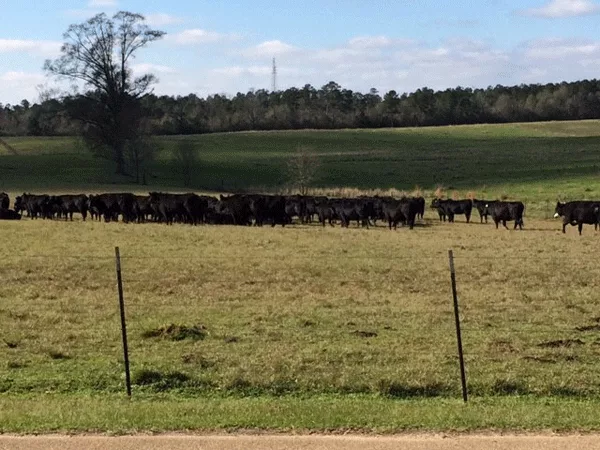 Figure 1. Grazing pasture in the fall. (Photo by Doo-Hong Min, KSU Extension)