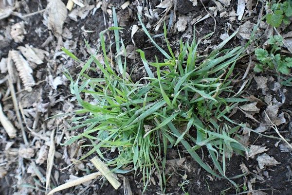 Preemergence Herbicide Set to Reemerge