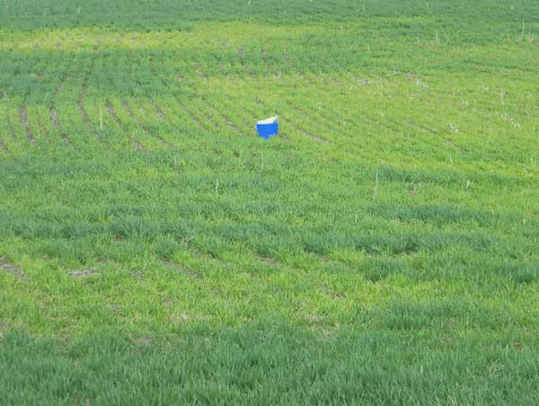 Figure 1. Patches of sulfur deficiency in a wheat field. 