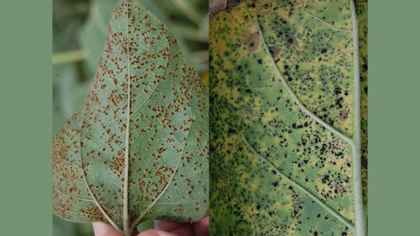 Figure 3. Charcoal rot in sunflower.