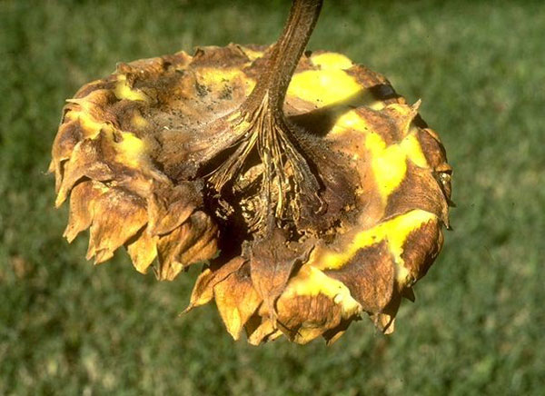 Figure 3. Charcoal rot in sunflower.
