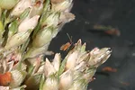 Sorghum_midge.jpg