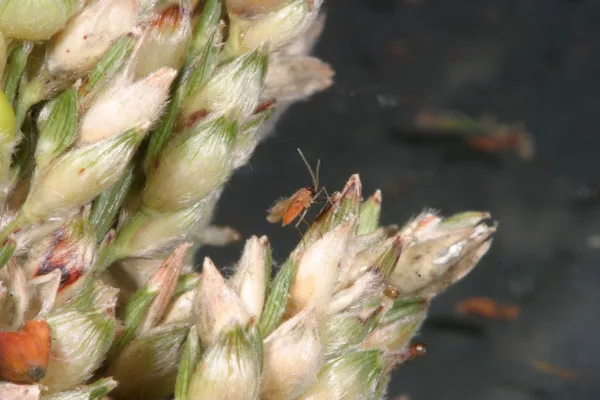 Sorghum_midge.jpg