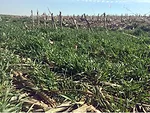 Nitrate leaching study