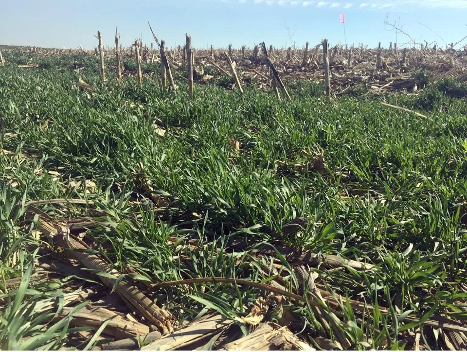 Nitrate leaching study