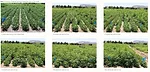 University-of-Nebraska-Palmer-Amaranth-Dry-Bean-Study.png
