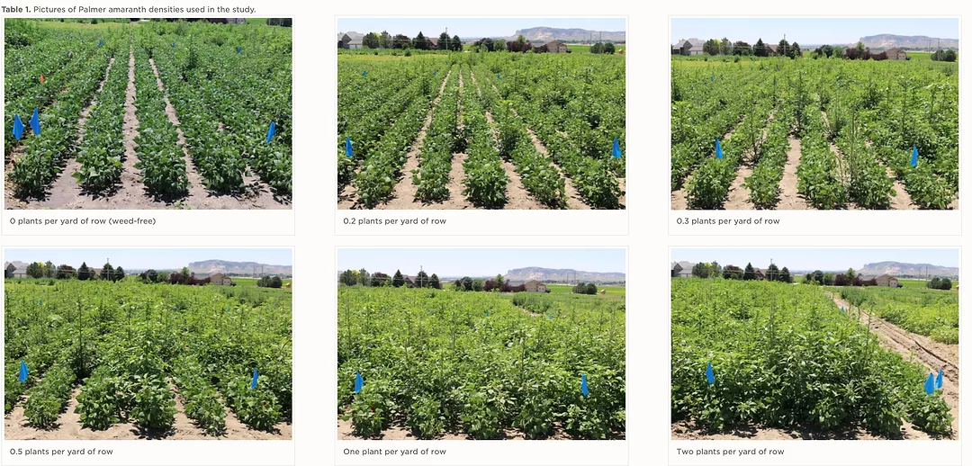 University-of-Nebraska-Palmer-Amaranth-Dry-Bean-Study.png