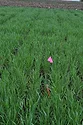 cereal-rye-PRE-trial-stahl.jpeg