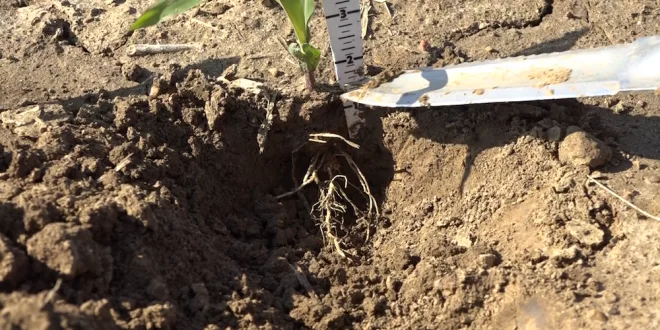 Corn-with-roots-660x330.png