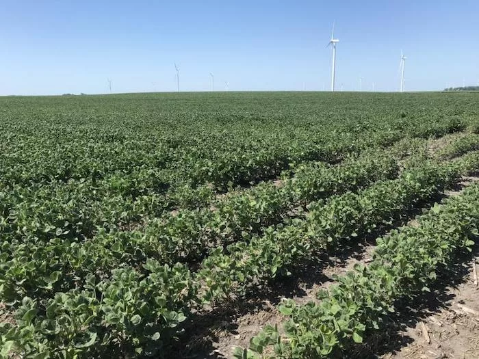 dicamba_drift-2022_ma_photo.jpeg