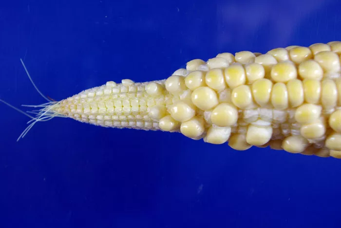 Mizzou_Kernel_Formation_Fail.jpeg