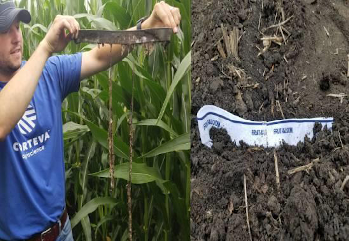farmers in Delaware are burying their underpants to test soil health under the ongoing bizarre but viral 'soil your undies' challenge